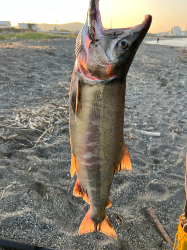 アキアジの釣果