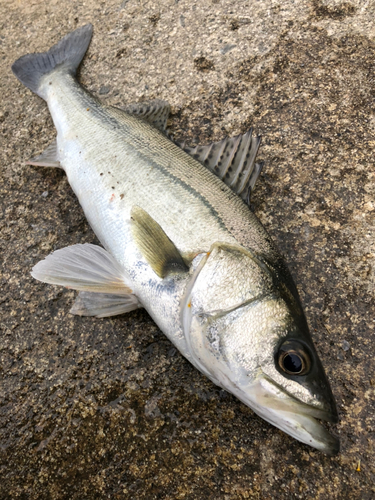 セイゴ（マルスズキ）の釣果