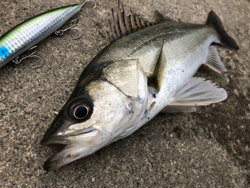 フッコ（マルスズキ）の釣果