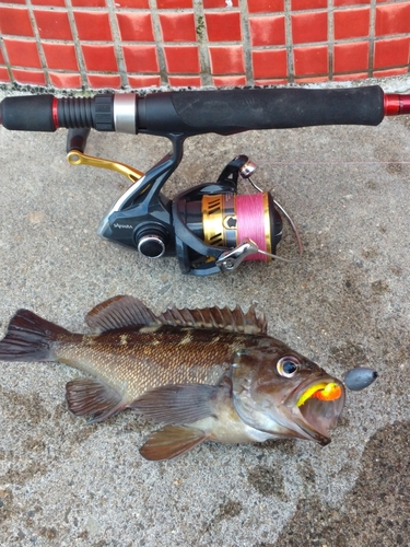 エゾメバルの釣果