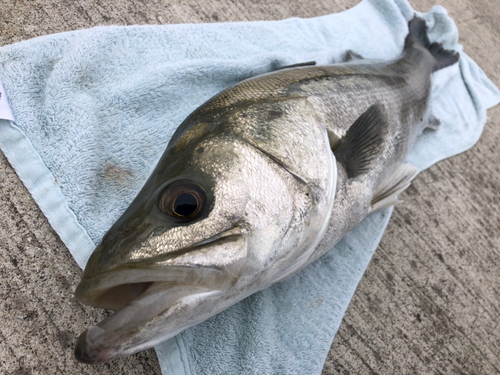 スズキの釣果