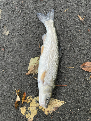 ウグイの釣果