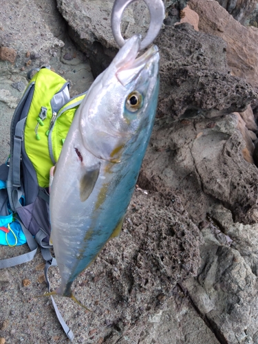 ハマチの釣果