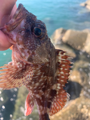 アラカブの釣果