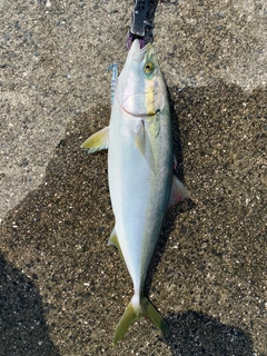 ハマチの釣果