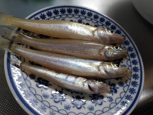 シロギスの釣果