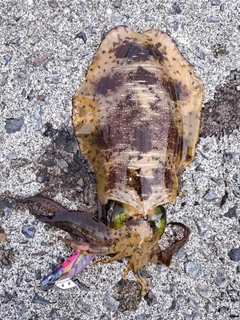 アオリイカの釣果