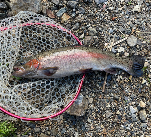 ニジマスの釣果