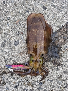 アオリイカの釣果