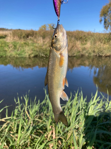 ウグイの釣果