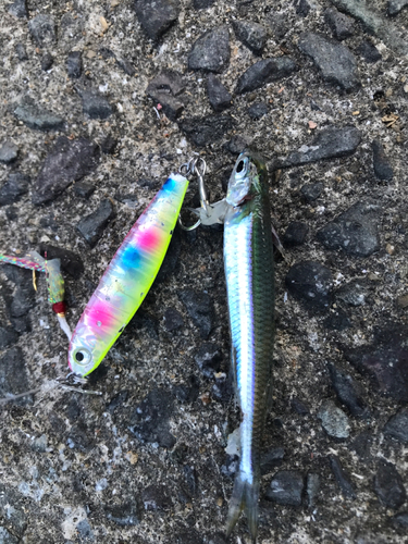 イワシの釣果