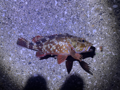 カサゴの釣果