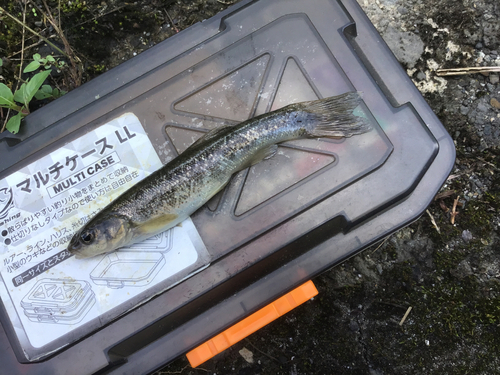 タカハヤの釣果