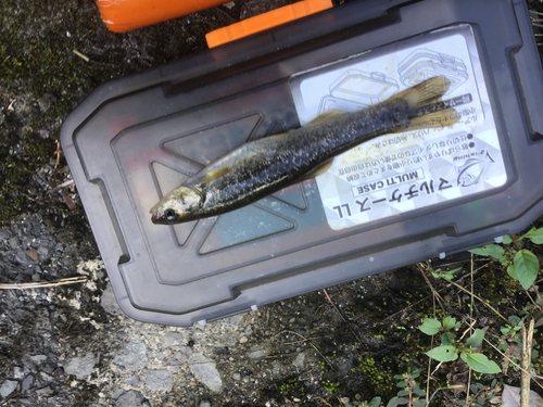 タカハヤの釣果