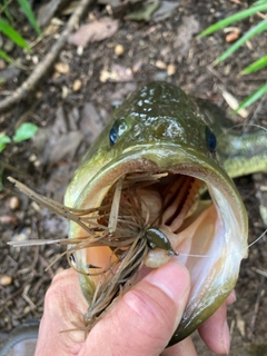 ラージマウスバスの釣果