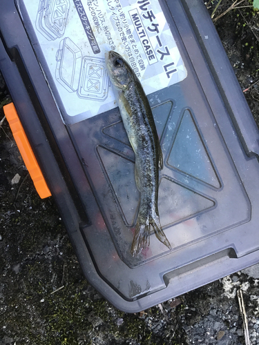 タカハヤの釣果