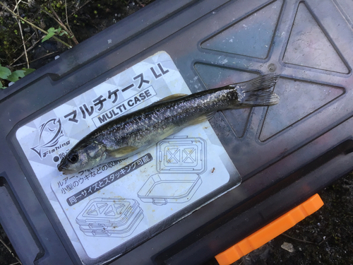 タカハヤの釣果