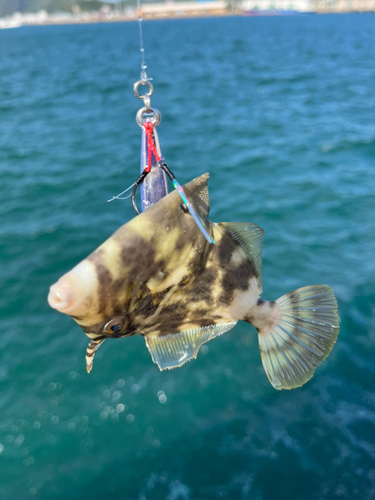 カワハギの釣果