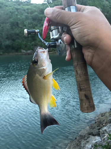 オキフエダイの釣果