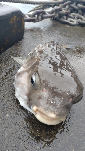 イシガキフグの釣果