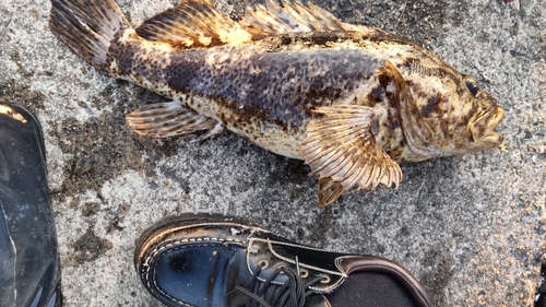 ベッコウゾイの釣果