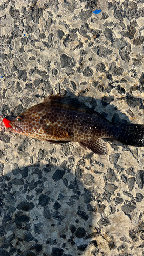 オオモンハタの釣果