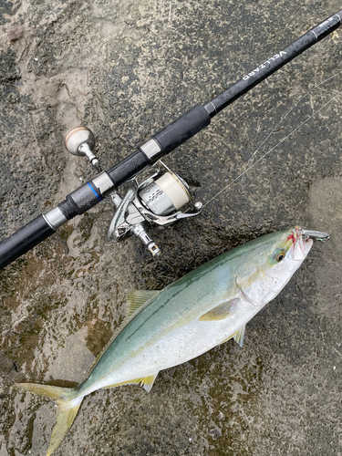 イナダの釣果