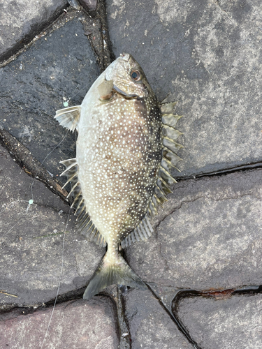 アイゴの釣果