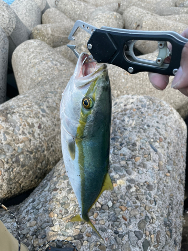 ハマチの釣果