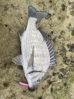 ミナミクロダイの釣果