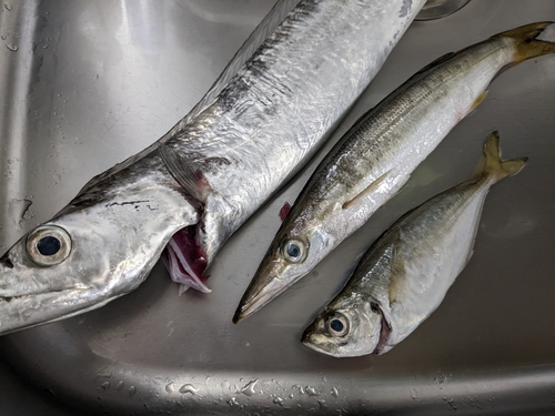 アカカマスの釣果