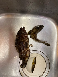イシミーバイの釣果