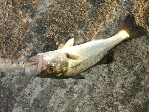 セイゴ（マルスズキ）の釣果