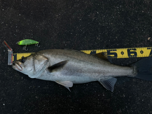 シーバスの釣果