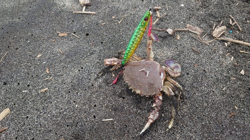 カニの釣果