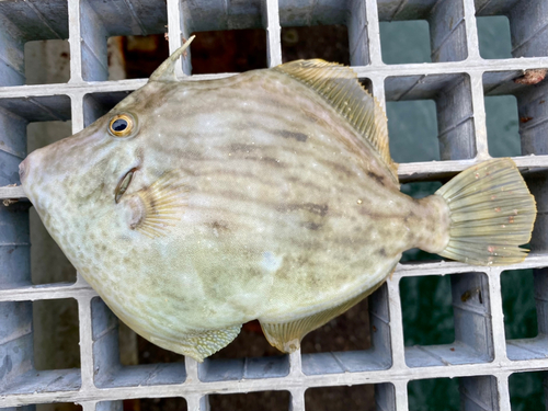 カワハギの釣果