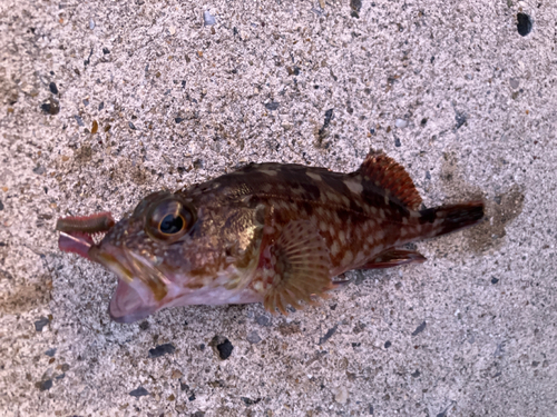 カサゴの釣果