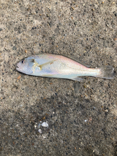 イシモチの釣果