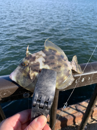 カワハギの釣果