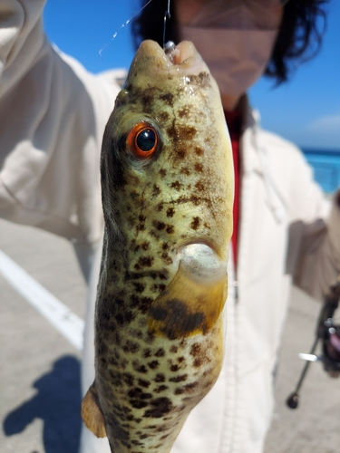 クサフグの釣果