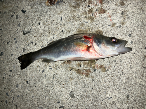 セイゴ（マルスズキ）の釣果