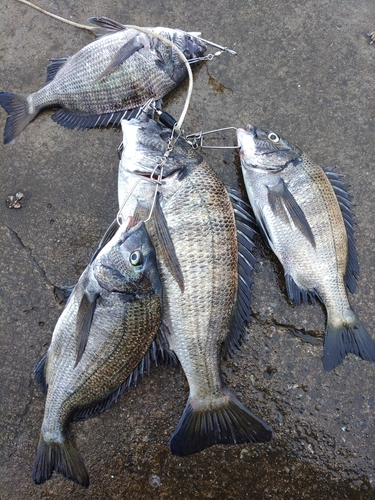 クロダイの釣果