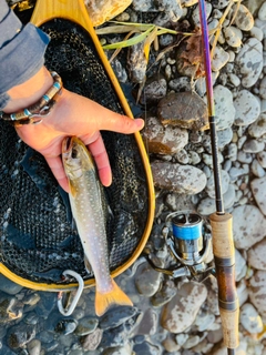 アメマスの釣果