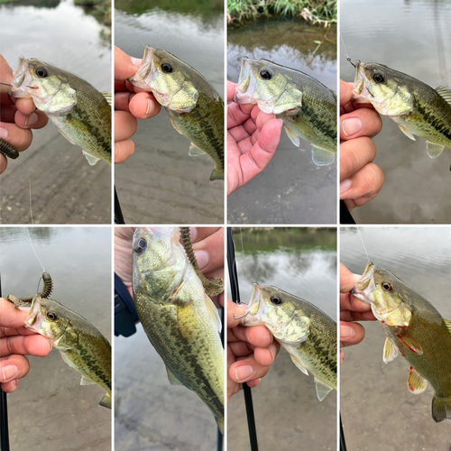 ブラックバスの釣果