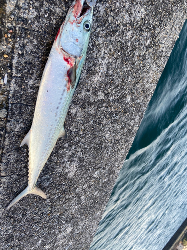 サゴシの釣果