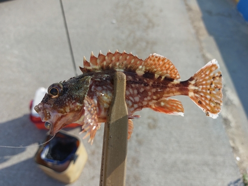 カサゴの釣果