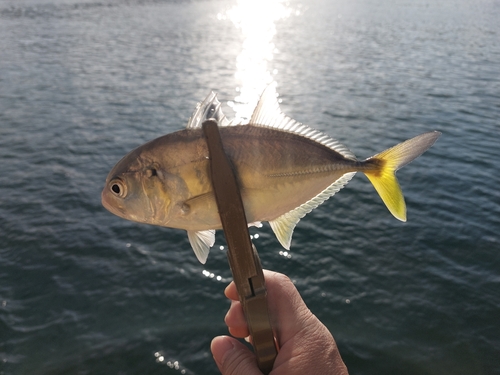 メッキの釣果