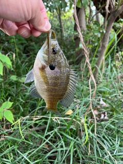 ブルーギルの釣果