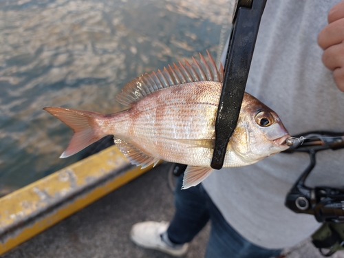 タイの釣果