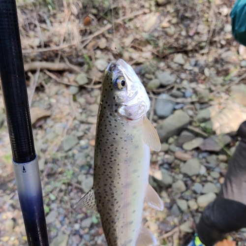 ニジマスの釣果